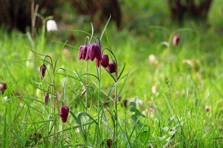 Fritillaria meleagris spring flower