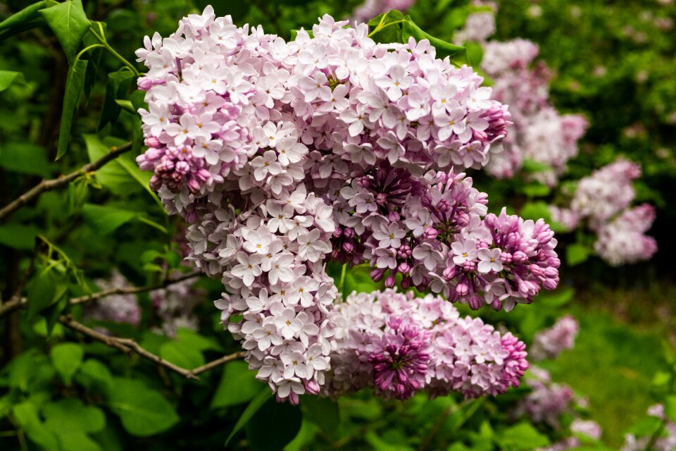 Blossom spring garden