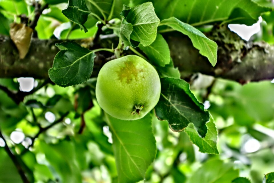 Garden tree green healthy