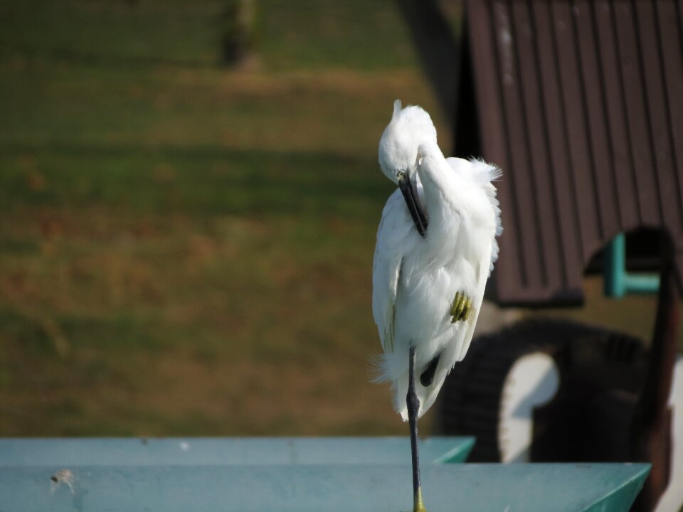 Feathers park elegant