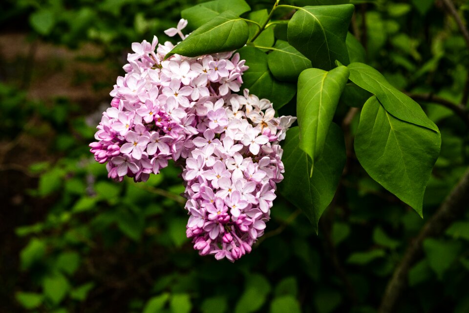 Blossom spring garden photo