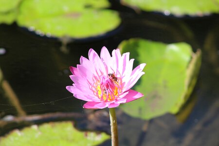 Pink flower flower aqua flowers