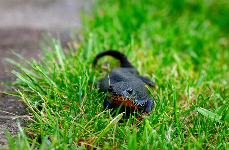 Nature amphibians spotted