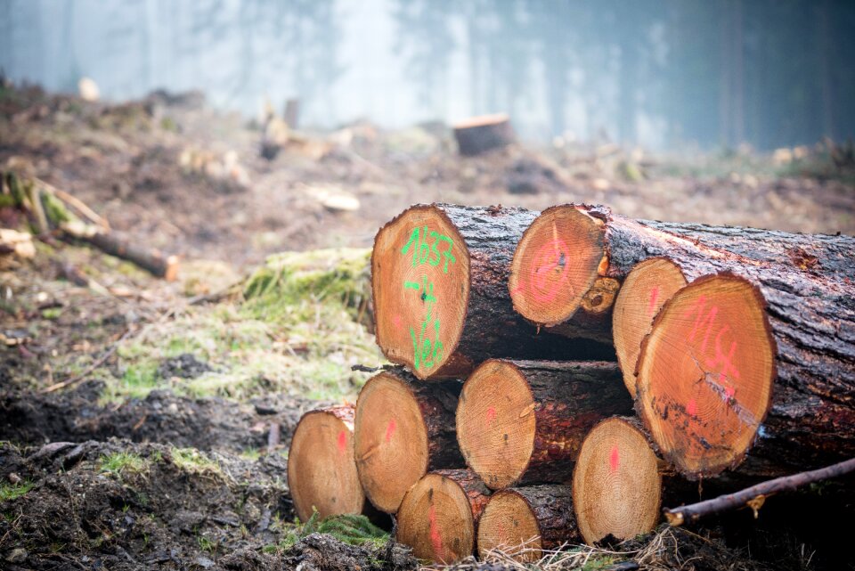 Nature tree trunks forestry