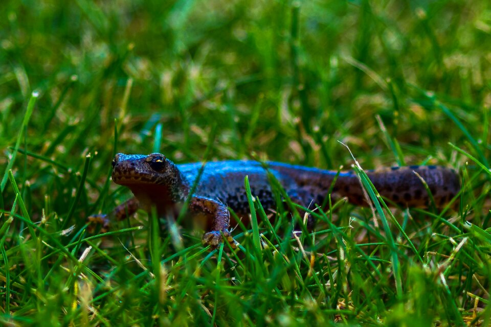 Nature amphibians spotted