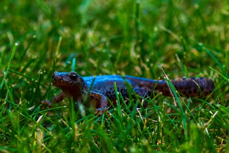 Nature amphibians spotted