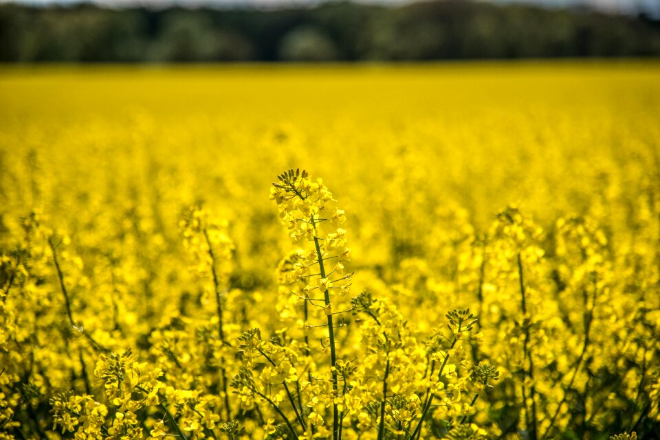 Field of rapeseeds spring landscape photo