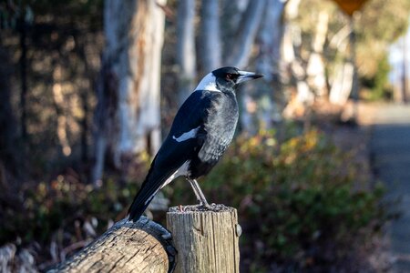 Bird wild animal