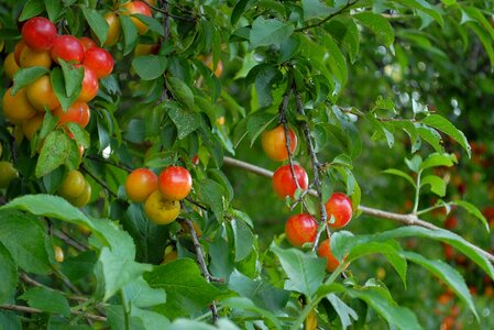 Fruits red yellow