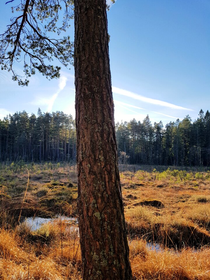 Forrest sveroge grass