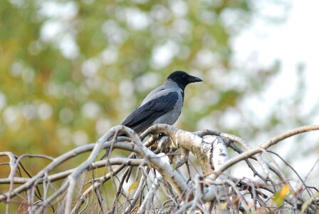 Jackdaw bird crow photo