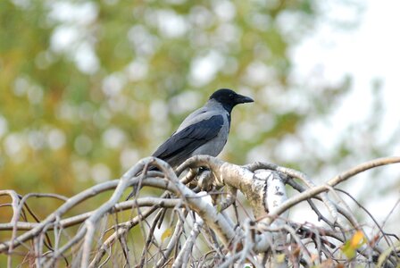 Jackdaw bird crow