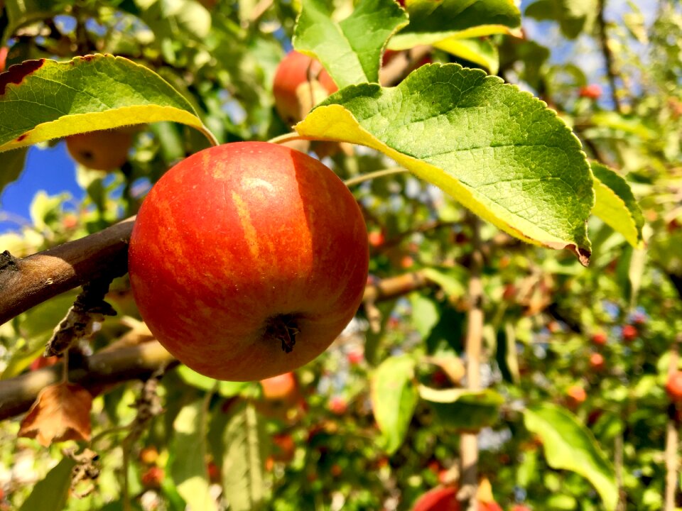 Pome fruit autumn red