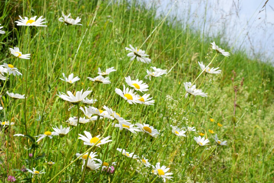 Bloom blossom nature