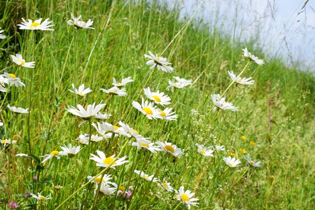 Bloom blossom nature
