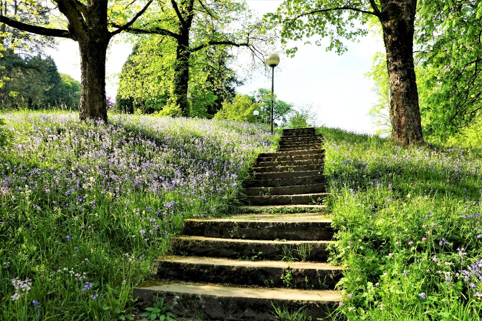 Baden baden meadow nature