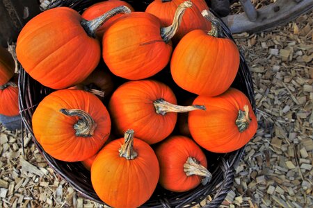 Food collections season