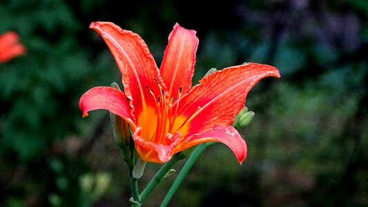 Flowers bloom flower