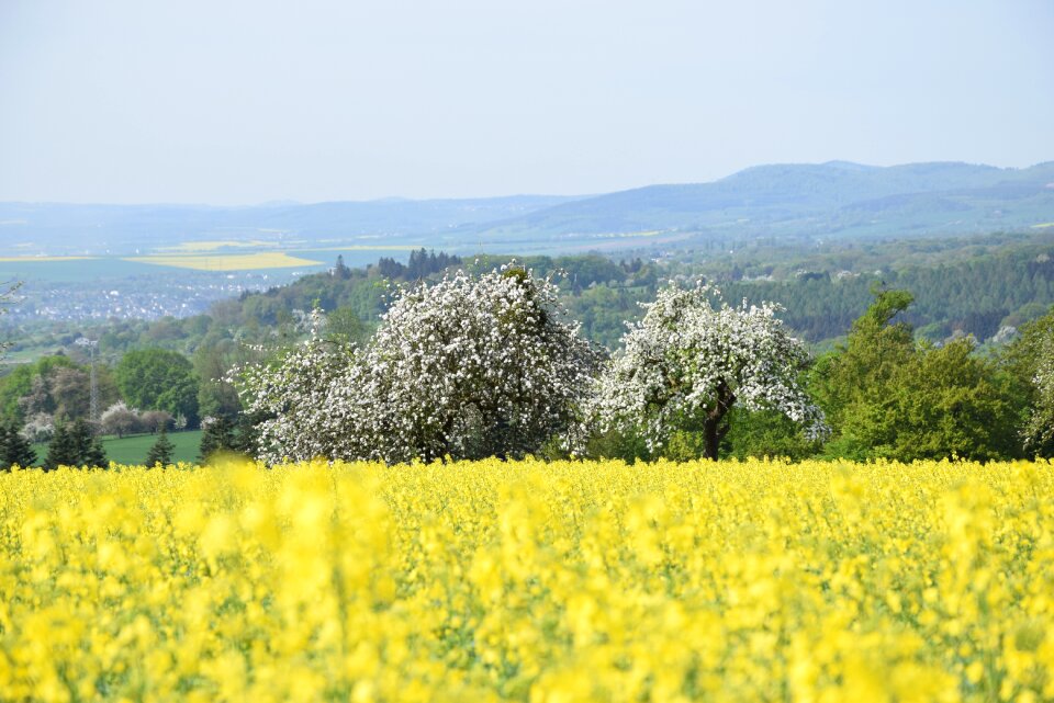 Nature sky spring