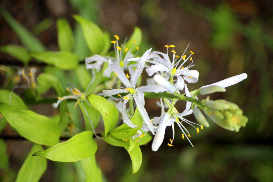 Spring white flowers vegetation