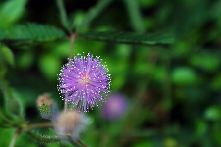 Beautiful flower seeds