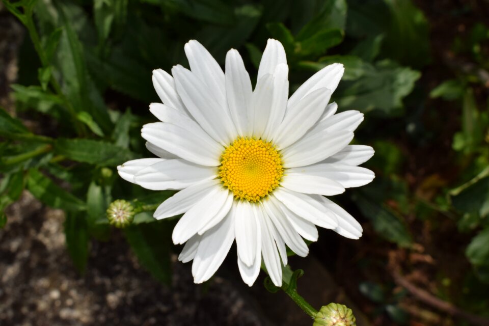 Blossom nature daisy