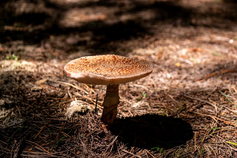 Mushroom forest nature