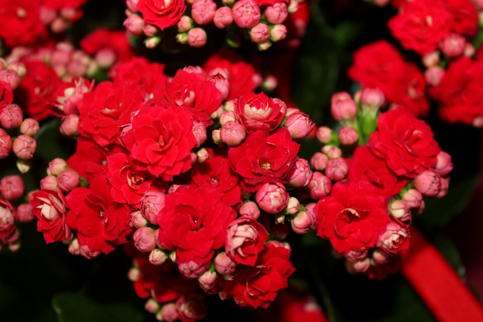 Close up spring summer flower