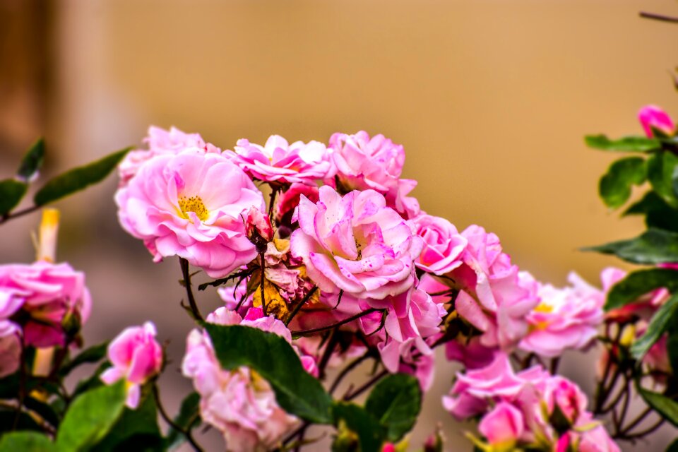 Roses lindas beautiful