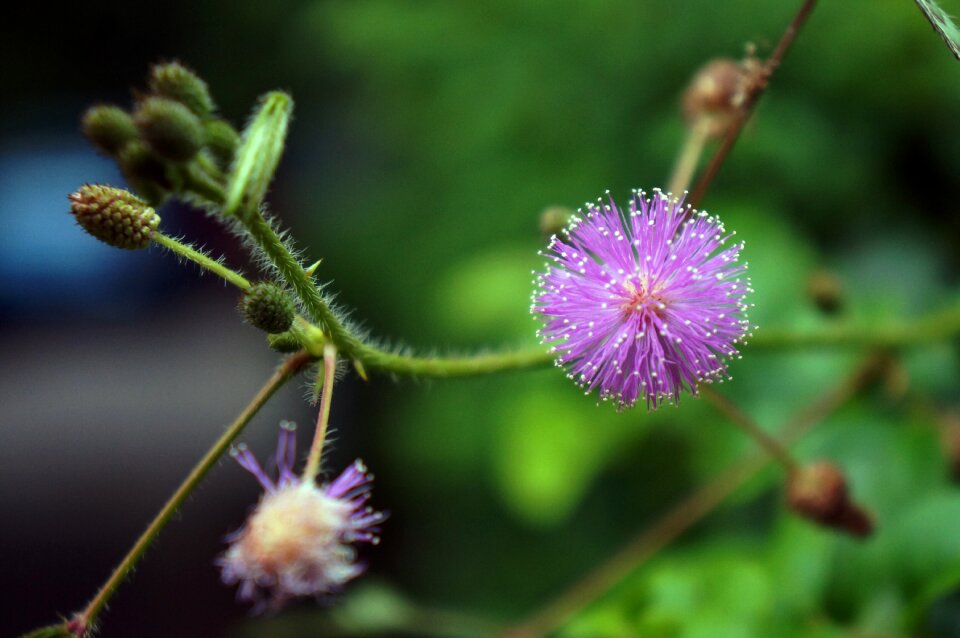 Beautiful flower seeds