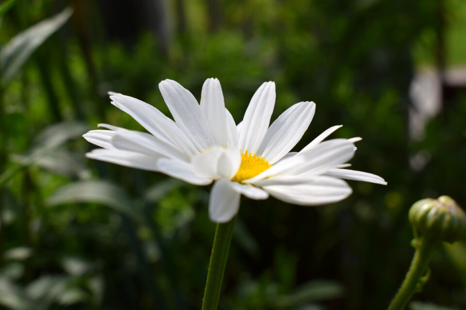 Blossom nature daisy