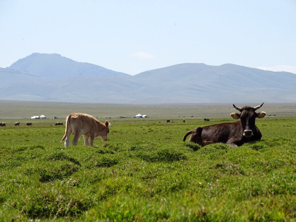 Herd cow calf photo