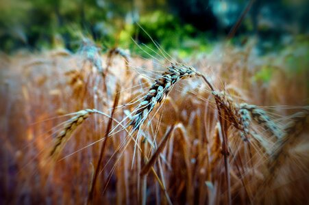 Agriculture cereals grain photo