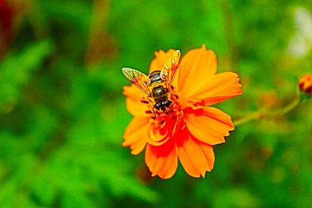 Flower plant bee photo