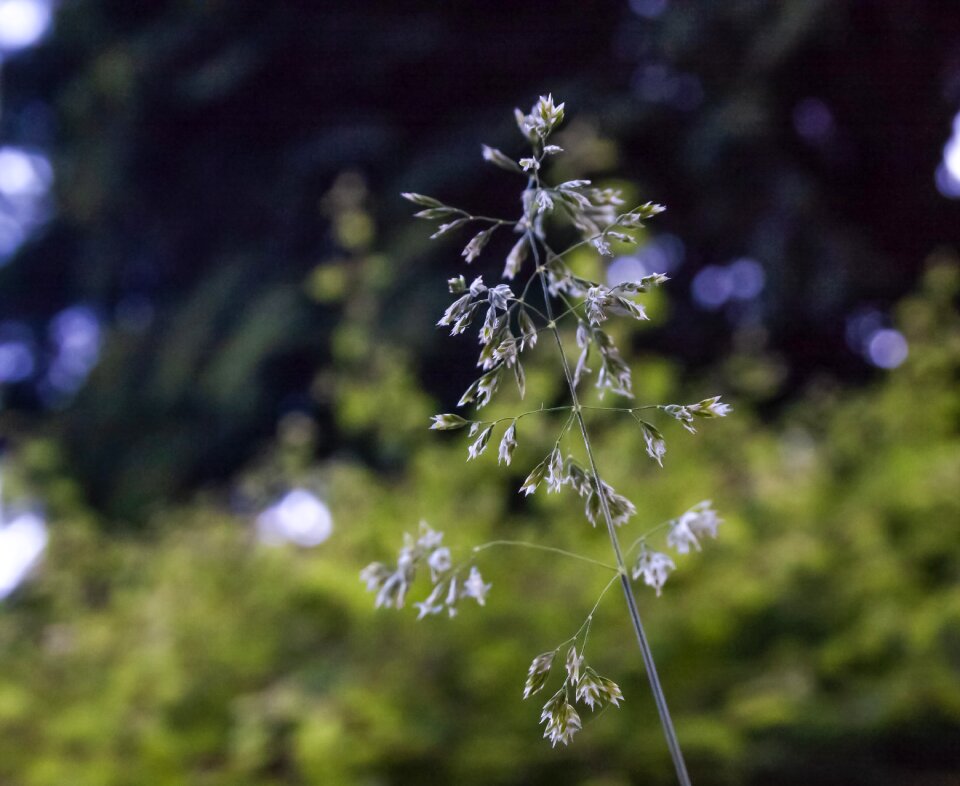 Nature green close up