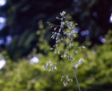 Nature green close up photo