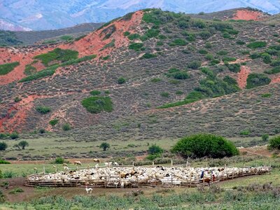 Herd sheep flock photo