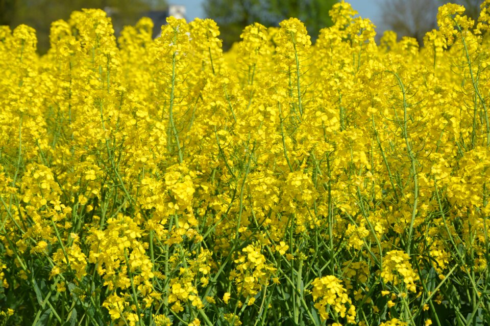 Rape plants yellow flowers agriculture