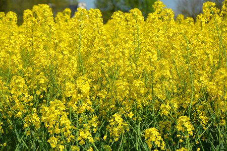 Rape plants yellow flowers agriculture