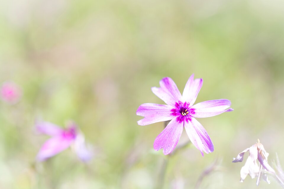 Tender small pink flower