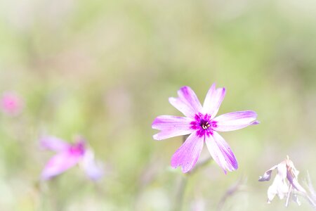 Tender small pink flower photo