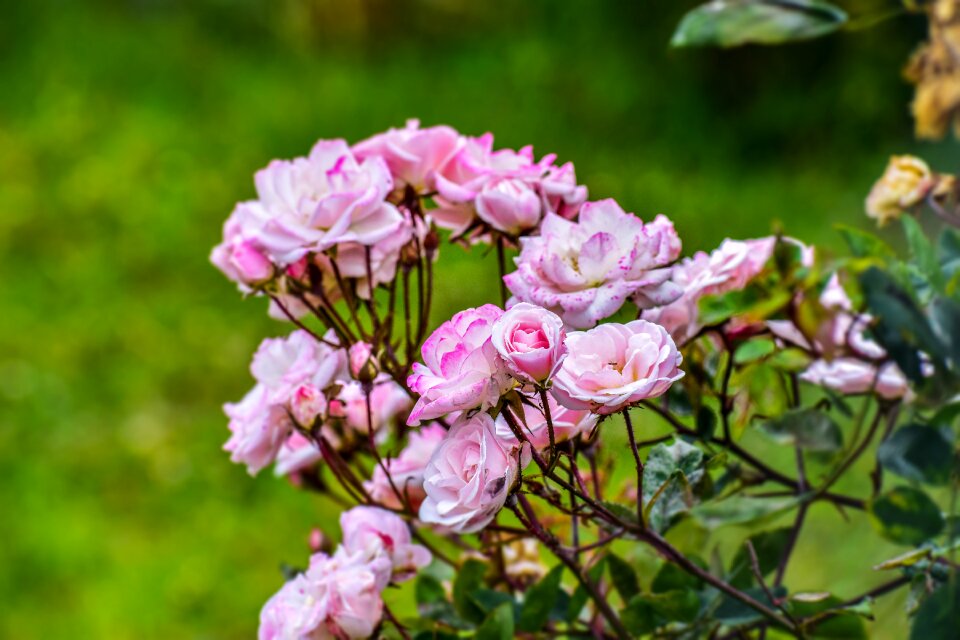 Bella flower plant
