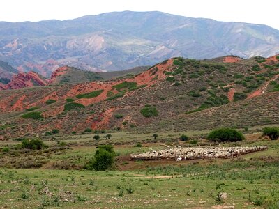 Herd sheep flock photo