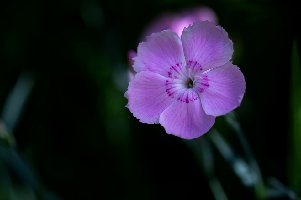 Blossom bloom small flower