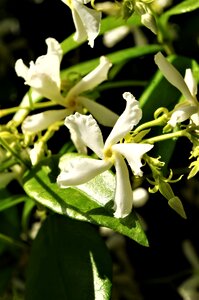 Flower white flower Free photos