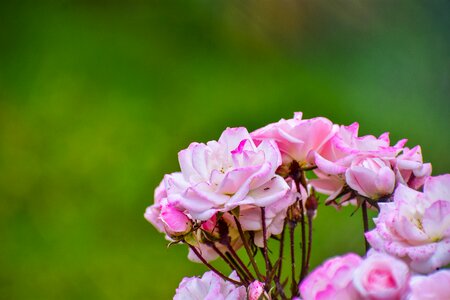 Bella flower plant