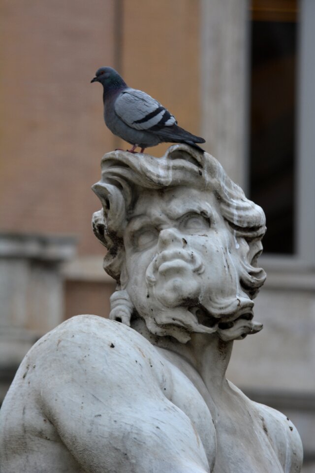 Fun pigeon humour