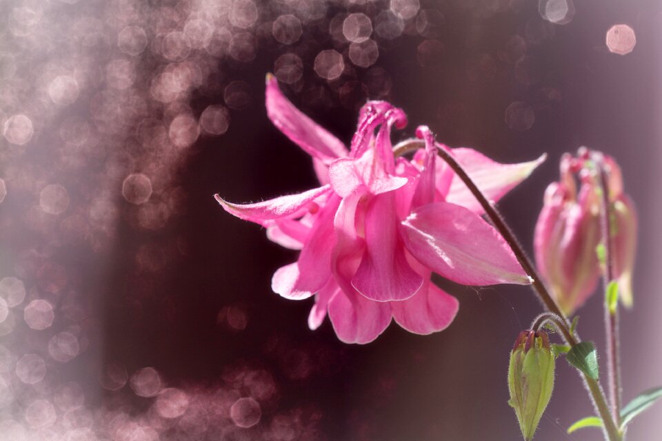 Flower pink flower blossom
