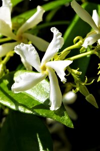 Flower white flower Free photos