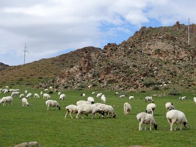 Herd sheep flock photo